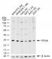 PCNA Rabbit pAb